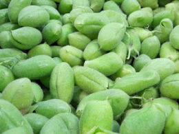 Fresh Green Holay - Haray Channay - Green Chickpeas - Hara Chana